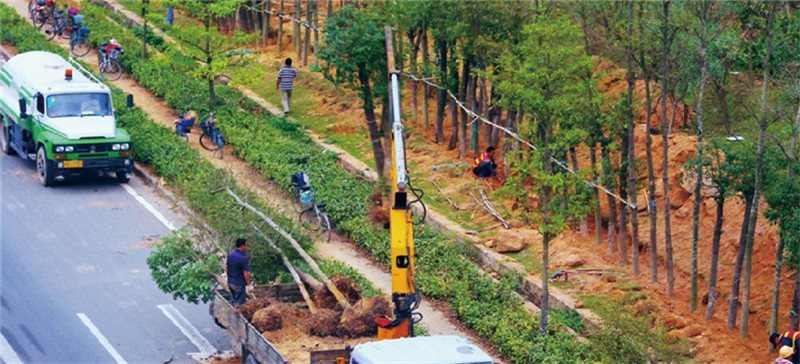 靖安县环城南路绿化工程